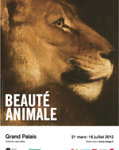 Animal Beauty