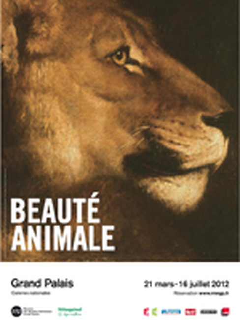 Animal Beauty