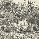 La poule et ses poussins