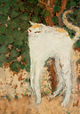 CP Bonnard "Le chat blanc"