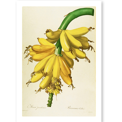 Bananier cultivé / Musa paradisiaca