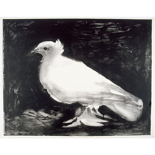 CP Picasso "La colombe sur fond noir"