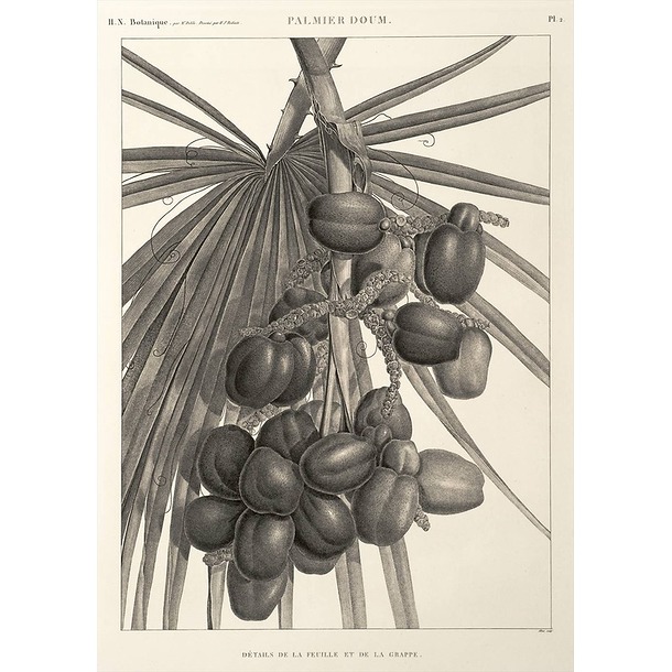 Engraving Palm Tree. Details of leaf and bunch