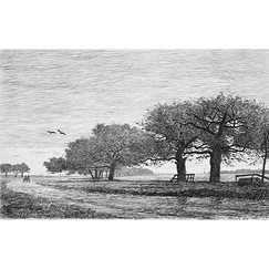 Apple trees in Damville