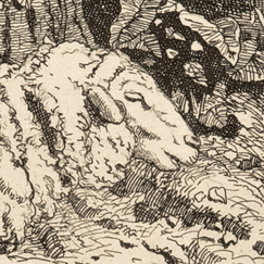 Engraving The sheep - Emile-Frédéric Nicolle