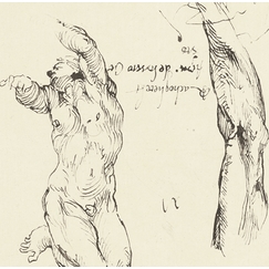 Étude d'homme nu et étude de bras - Michel-Ange