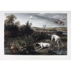 Engraving Folle and Mitte, dogs of Louis XIV - François Desportes