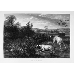 Engraving Folle and Mitte, dogs of Louis XIV - François Desportes