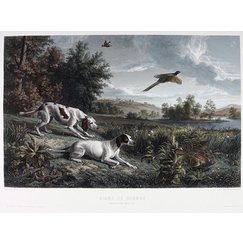 Engraving Diane and Blonde, dogs of Louis XIV, hunting pheasant - François Desportes