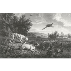 Diane et Blonde, chiennes de Louis XIV, chassant le faisan - François Desportes