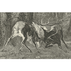 Engraving The Battle of the Stags - Gustave Courbet