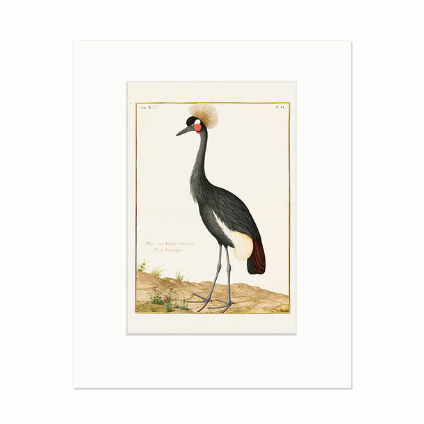 Reproduction Nicolas Robert - Crowned crane