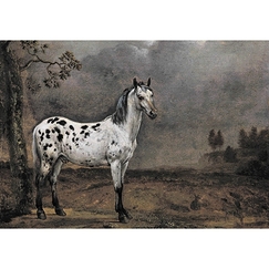 Carte postale "Le cheval pie"