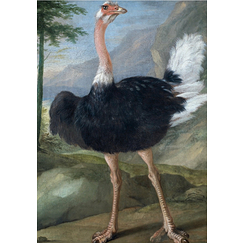 Postcard Bernaerts - Ostrich