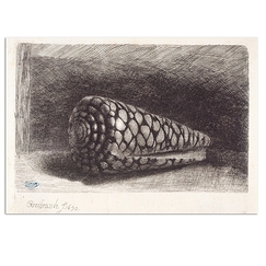 Postcard Rembrandt - The Shell