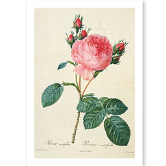 Postcard Redouté - Rose Tree / Rosa centifolia, Plate 1