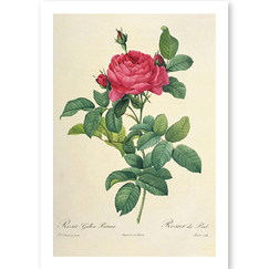 Postcard Redouté - Rose tree / Rosa gallica pontiana