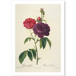 Carte postale "Rosier évêque / Rosa gallica (purpura-violacea magna)"