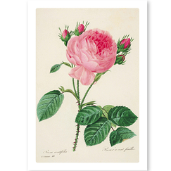 Carte postale "Rosier à cent feuilles / Rosa centifolia"
