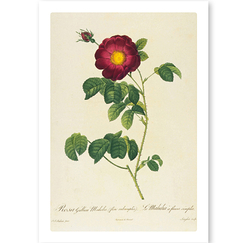 Postcard Redouté - Rosa gallica maheka (flore subsimplici)