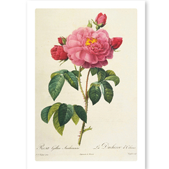 Postcard Redouté - Duchess-of-Orleans Rose / Rosa gallica aurelianensis