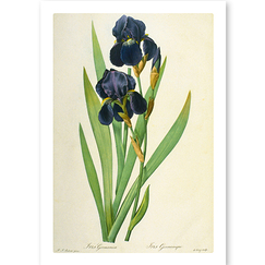 Postcard Redouté - German Iris / Iris germanica