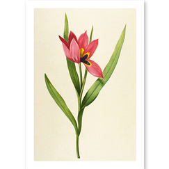 Postcard Redouté - Eye-Of-The-Sun Tulip / Tulipa oculus solis