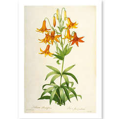 Carte postale "Lis à fleurs pendantes / Lilium penduliflorum"