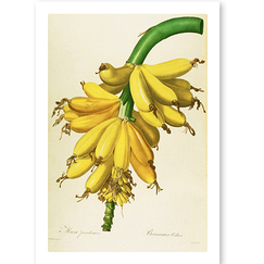 Postcard Redouté - Cultivated Banana (Plant) / Musa paradisiaca