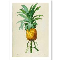 Carte postale "Ananas cultivé / Bromelia ananas"