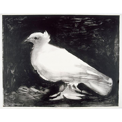 Postcard Picasso - Dove on a Black Background