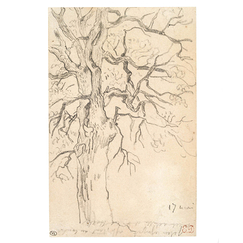 Postcard Delacroix - Study of an Oak