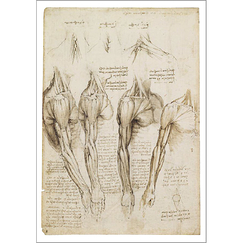 Carte postale Vinci - Etudes d'anatomie