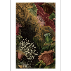 Carte postale Gosse - Anémones de mer et corail