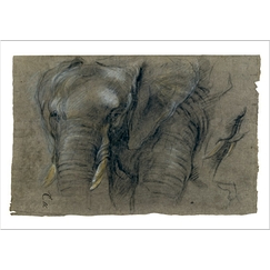 Carte postale Boel - Éléphant du Congo vu de face