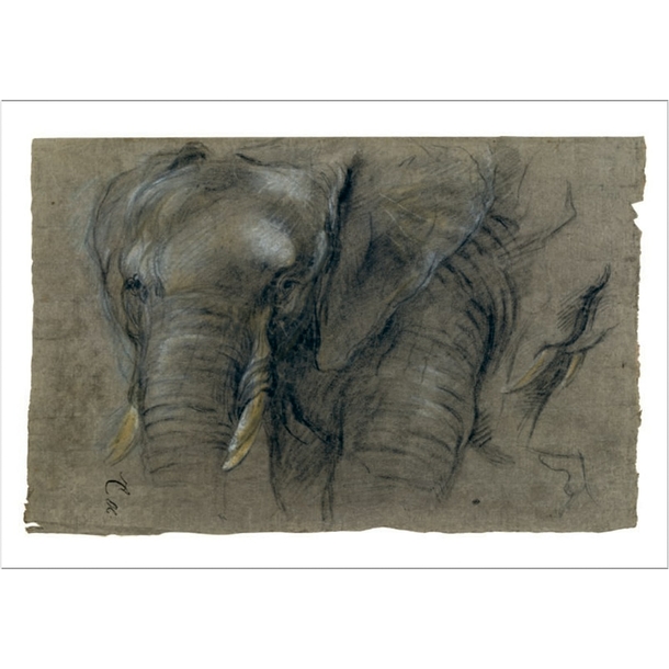 Postcard Boel - Congolese Elephant see, from face