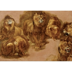 Carte postale Boel - Étude de lions et de lionnes