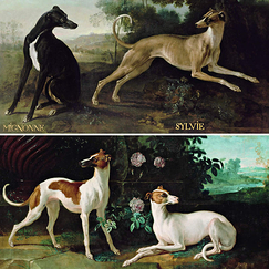 Carte postale carrée "Mignonne et Sylvie, chiens de Louis XV - Misse et Turlu"