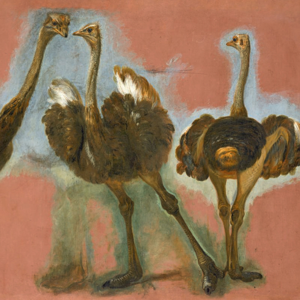 Boel Postcard - Triple Study of an Ostrich (detail)