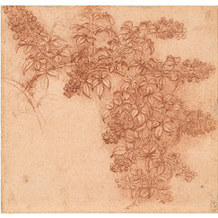 Carte postale carrée "Vinci - Branche de mûrier"