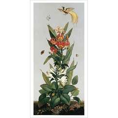 Carte postale panoramique "Château de Compiègne - Salon des fleurs Globbée droite, lis tigre de chine, hemerocalle du japon"