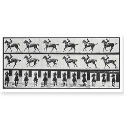 Carte postale panoramique "Cheval au galop"