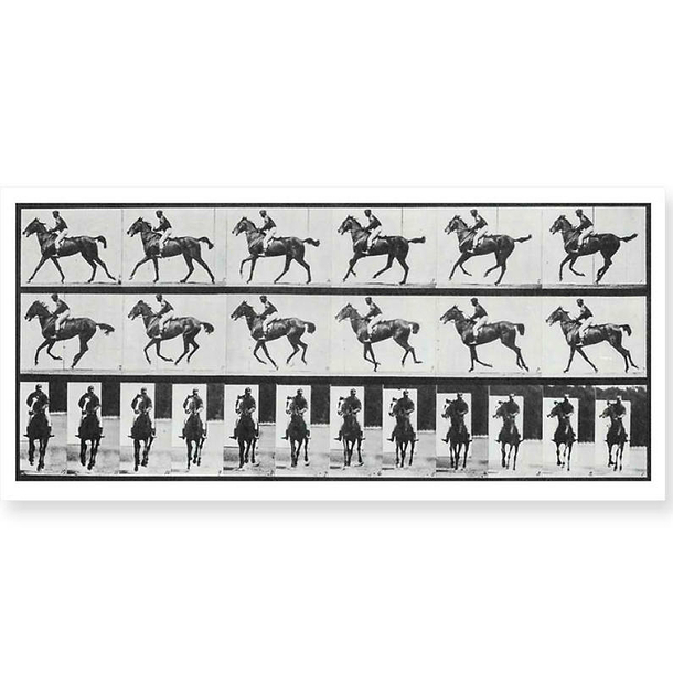 Postcard Muybridge - Galloping Horse