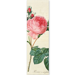 Bookmark Redouté - Rosa centifolia