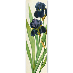 Bookmark "Iris germanique / Iris germanica (detail)"