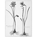 Narcissus sylvestris, multiplex. narcisse de goumas. Narcissus sylvestris. Narcisse des forêts (N&B)