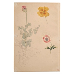 Carte postale Delacroix - Étude de fleurs