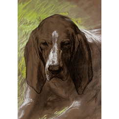 Bonheur Postcard - Portrait of a dog