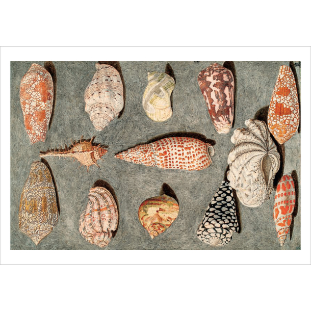 Postcard - Clam and snail shells