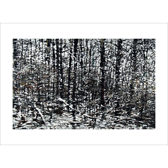 Cognée Postcard - Snowy Forest 1, 2020
